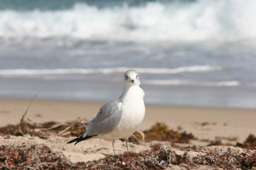 seashore seagull