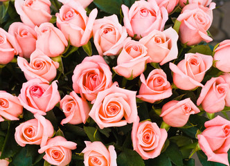 Many Bridal roses from above