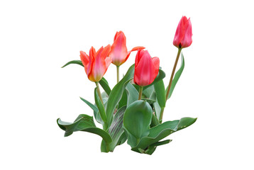 kwitnące tulipany, blooming tulips