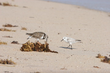 NESTING BIRDS