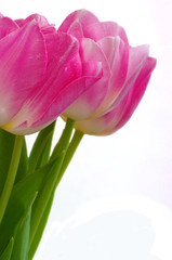 Lots of pink tulips on a white background