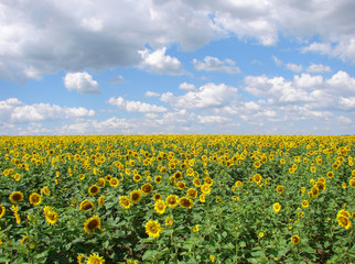 sunflower field