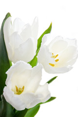 Fototapeta na wymiar Bouquet of white tulips