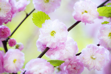 Spring cherry blossoms