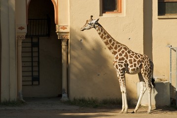 Giraffa allo zoo