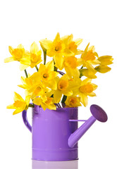 Daffodil Display © Springfield Gallery