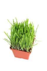 Pot with green oat grass isolated on white background