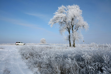 Winter landscape