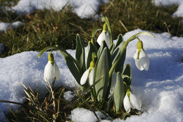 Schneegl&ouml;ckchen