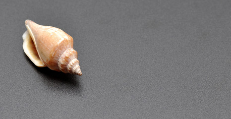 fondo con conchiglia