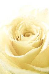 Fototapeta na wymiar white rose petals