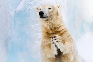 Selbstklebende Fototapete Eisbär In die Pfoten schlagen