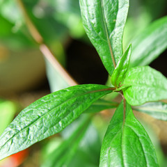 Fototapeta na wymiar Eupatorium lub triplinervis Ayapana, plante medicinale
