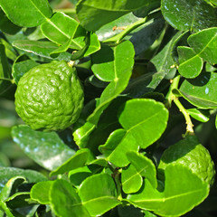 citrus hystrix, combava