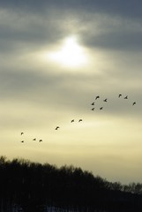 オナガガモの群れ