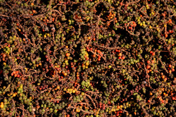 grappes de poivre vert