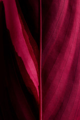 Red leaf texture