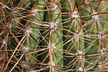 Obraz premium Cactus