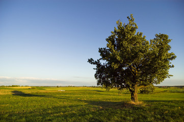 Fototapeta na wymiar tree on field