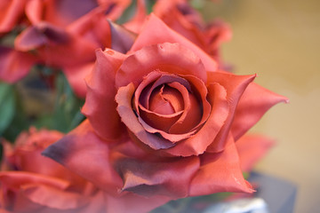 Rosa rossa