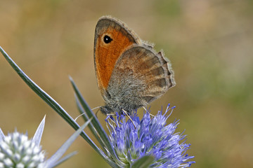 Coenonympha pamphilus, Kleiner Heufalter