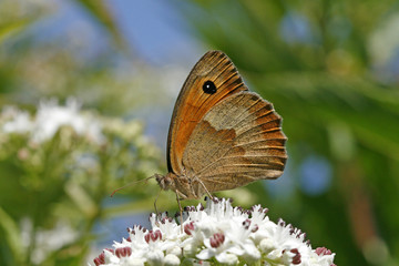 Maniola jurtina, Ochsenauge, Kuhauge