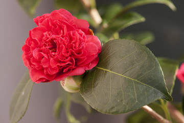 Camelia flower