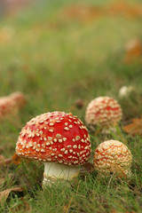 Big and small toadstool in the grass