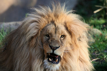 Grr - Löwe