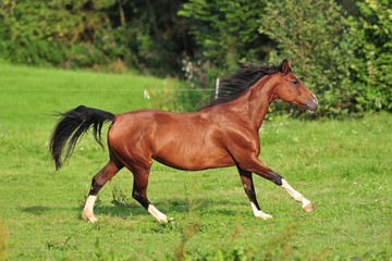 Pferd galoppiert auf Weide 2 (horse gallop)