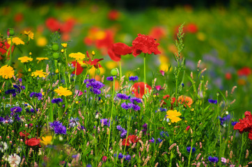 multicolor flowers