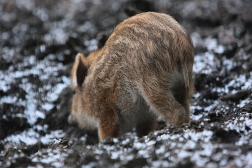 Wildschwein