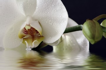Orchidee mit Wasserbad