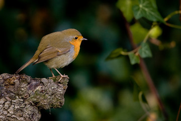 Rouge gorge