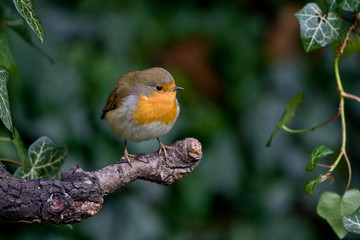Rouge gorge sur sa branche