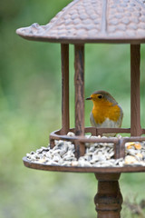Rouge gorge &agrave; la mangeoire
