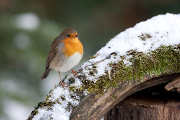Rouge gorge en hiver