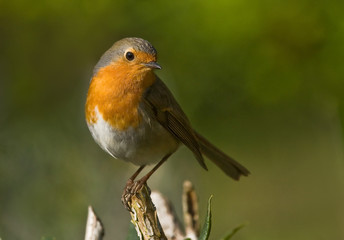 Rouge gorge perché