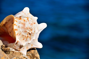 Obraz na płótnie Canvas seashell on rock at seashore