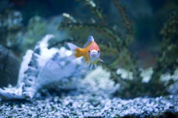 Fototapeta na wymiar Goldfish in an Aquarium