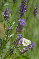 Papillon blanc et lavande