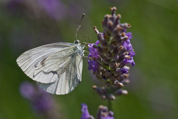 Papillon blac et lavande