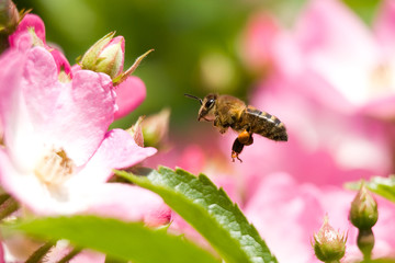 Abeille en vol devant rose