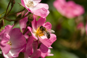 Abeille butinant une rose