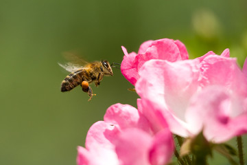 Abeille en vol devant une rose
