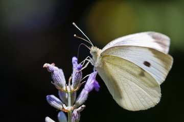 papillon blac sur lavande