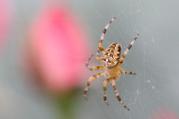 Araign&eacute;e sur fond de roses