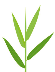 Bamboo Leaf