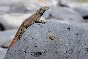 A lizard is taking the solar bath