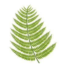 Fern branch